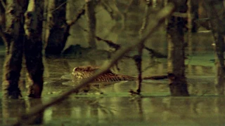 The Legend of Boggy Creek Original Trailer OFFICIAL