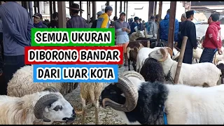 Domba qurban ukuran sedang dan besar banyak diborong para bandar dari luar kota. (21052024)