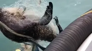Helping a young seal trapped in a discarded fishing net