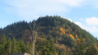 As tree species face decline, ‘assisted migration’ gains popularity in Pacific Northwest