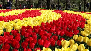 Keukenhof 2022 in full bloom - The beautiful park full of color on a sunny day - 4K