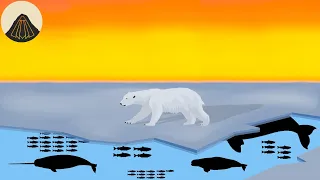 Why Polar Bears are Such Weird Animals