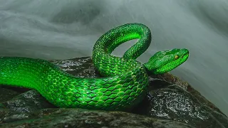 Green Beautiful Snakes // The Green Snakes Cover Story # Viral ( Full HD- 1080P) @ Mix Nature World