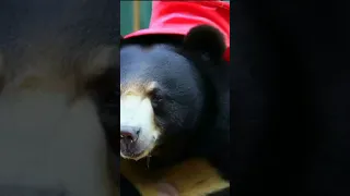 Chinese zoo denies its sun bears are humans dressed in costumes