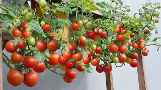 No need garden, still can grow tomatoes lots of fruit. Growing hanging tomatoes in containers