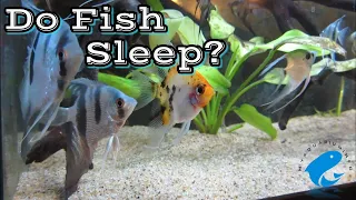 Do Fish Sleep? - How Do Fish Sleep? Do Fish Sleep In Aquarium?