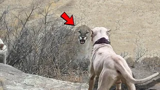 Dogo Argentino VS Mountain Lion Puma Cougar - Trained Dogo Dog VS Puma Cougar Comparison