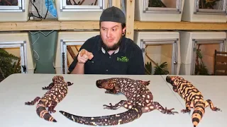 Which VENOMOUS Lizard Is Most Likely To BITE ME!!!