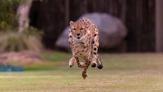 Cheetah & Puppy Pal Run Together