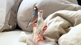 ビビる文鳥たち