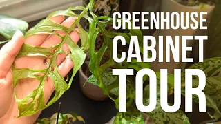 Greenhouse Cabinet Tour | all my favourite hoyas