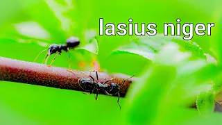 Lasius niger - лучшие Муравьи для новичков. Маленькая империя у тебя на столе / Ants4you