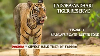 TADOBA-ANDHARI TIGER RESERVE | Madnapur Gate | Buffer Zone | Ep 3 in Hindi | DAGOBA | Safari | MAYA