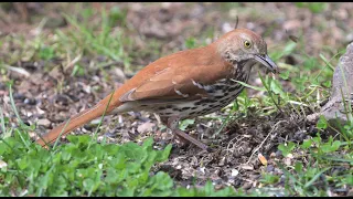 Brown Thrasher in Quispamsis