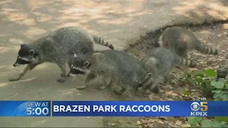 Fearless Raccoons Roaming San Francisco's Golden Gate Park