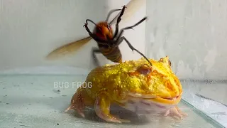 It's hard to catch a quick giant hornet/ Pacman frog , African bullfrog【LIVE FEEDING】