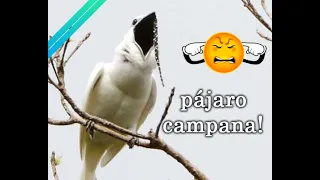 El Ave Mas Ruidosa Del Mundo | Campanero Blanco| Pajaro Campana
