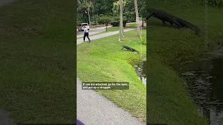 What to Do If an Alligator Chases You