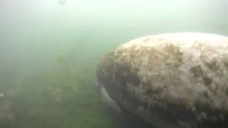 Swimming with a Baby Manatee