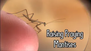 The Guide to Raising Praying Mantises: Part One