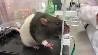 Rats learn to drive at US university