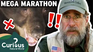 A Town Where Collisions With Bears Are IMMINENT 😰 | MEGA MARATHON | Curious?: Natural World