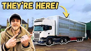 WE BOUGHT EVEN MORE COWS | The Start Of Big Changes On Our Farm!