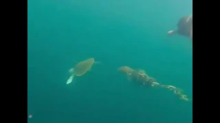 Sea turtle rescued by divers near Destin aboard Emerald Coast SCUBA boat June 2020.