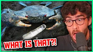 How Powerful Is A Mudcrab? | Hasanabi Reacts to I did a thing