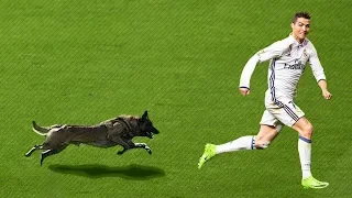 20 EPIC MOMENTS WITH ANIMALS ON THE FOOTBALL PITCH