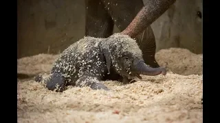 Elephant Calf's First Week