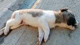 The baby was crying loudly while lying on the road! The driver didn't even stop!