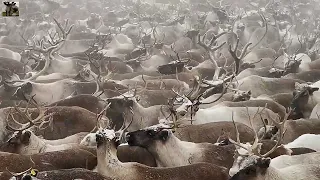 Оленеводство в ЯНАО / Шурышкарский район / Reindeer breeding in YaNAO / Shuryshkarsky district