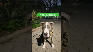 New York City Blooms w/Hudson the Dog #cutedog #nyc #pitbull #doglover #dogshorts #doglovers #dogs