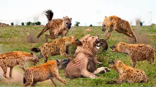 Terrible Battle ! King Lion Revenge Hyena For Destroying Lioness, Epic Battle of Big Cat vs Hyenas