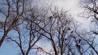Птицы как люди.Вороны разрушают гнезда сородичей/Birds, like people.Ravens destroy nests relatives