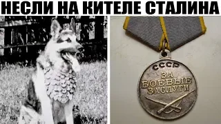 Единственный Пёс Награжденный Медалью «ЗА БОЕВЫЕ ЗАСЛУГИ»