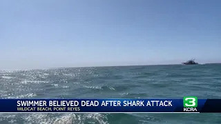 California swimmer believed to be dead after shark attack