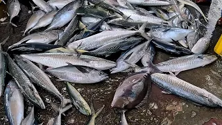 4K 瘋狂大魚日 黑豬哥 拉倫 鬼頭刀 So many crazy huge fishes, 粉鳥林漁港 買魚 定置漁場 seafood fishport