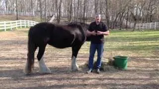 Brian's Response to Day 24 Healing with Horses Tele-Summit