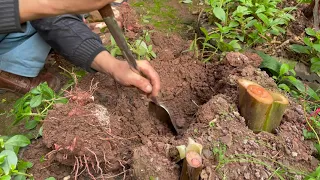 Harvesting taro roots in my hometown Sichuan 在家乡四川乐至收获芋艿