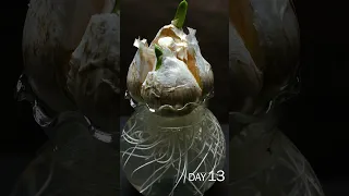 Elephant Garlic Rooting in Water Time Lapse