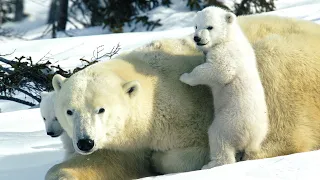 Polar Bear: A Day In The Life | Love Nature