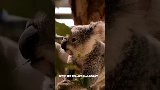 ¿Por que comen EUCALIPTO los KOALAS, si es una planta TÓXICA? - Curiosidades de animales #shorts