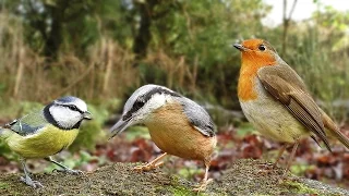 Videos for Cats To Watch - Birds in December ( Including A Female Bullfinch )