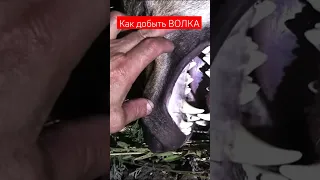 Как добыть ВОЛКА 🐺