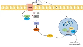 Ras Raf MAPK Pathway and Cancer | Mutations, Cancer Pathogenesis, and Chemotherapy