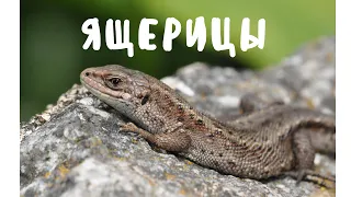 ЯЩЕРИЦА🦎ГДЕ ЯЩЕРИЦЫ ЗИМУЮТ ? Спасаем ЖИВОРОДЯЩИХ ЯЩЕРИЦ от ЛОПАТЫ