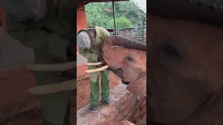 Sweet moment between elephant and caregiver