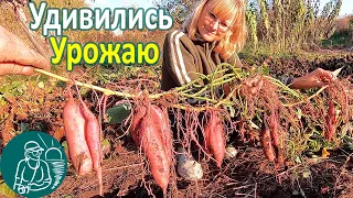 🍠 I was Surprised by the Late Planting of Sweet Potato with Long Cuttings 🌱 Growing Sweet Potato